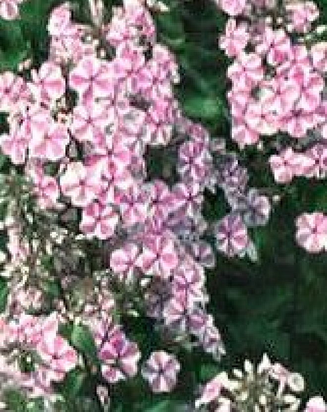 Phlox 'Natascha' Vlambloem