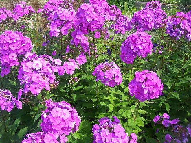 Phlox paniculata Vlambloem