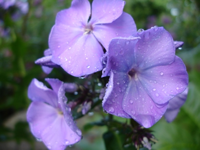Phlox 'Blue Paradise' Vlambloem (Paniculata-groep)