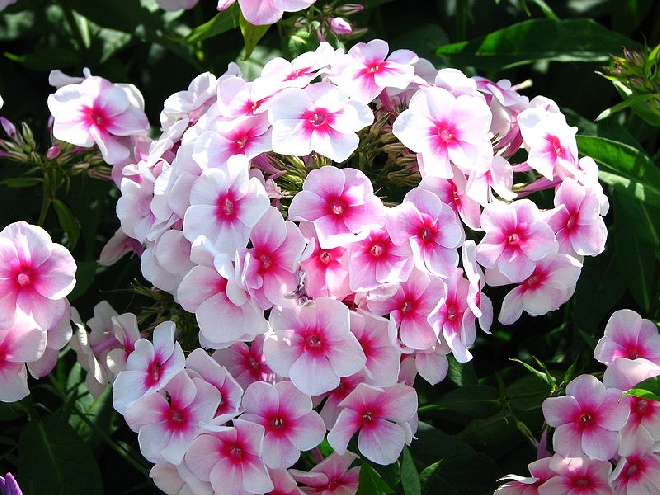 Phlox 'Europa' (Paniculata-group) Vlambloem
