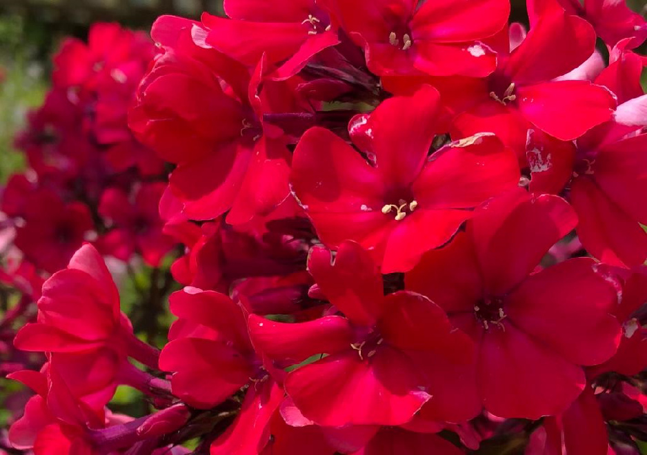 Phlox 'Starfire'  Felrode Vlambloem