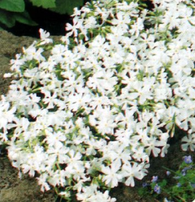 Phlox 'Calvides White' (Subulata-groep) Vlambloem