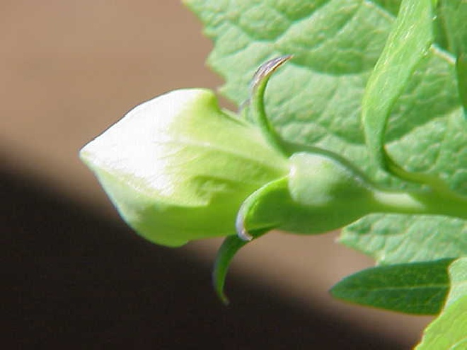 Platycodon grandiflorus 'Albus' Ballonklokje,Ballonbloem