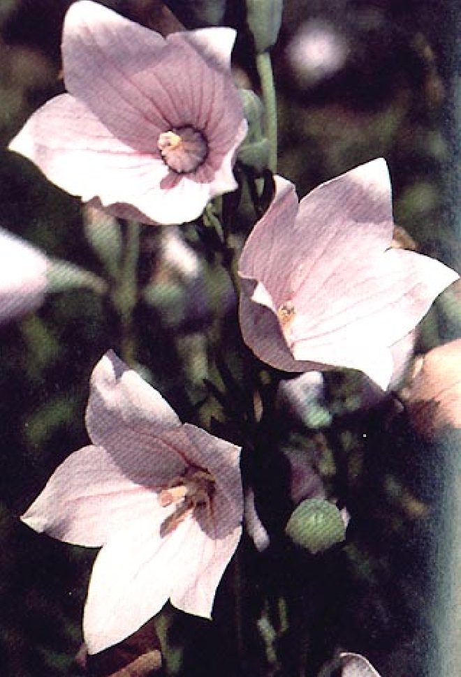 Platycodon grandiflorus 'Perlmutterschale' Ballonklokje