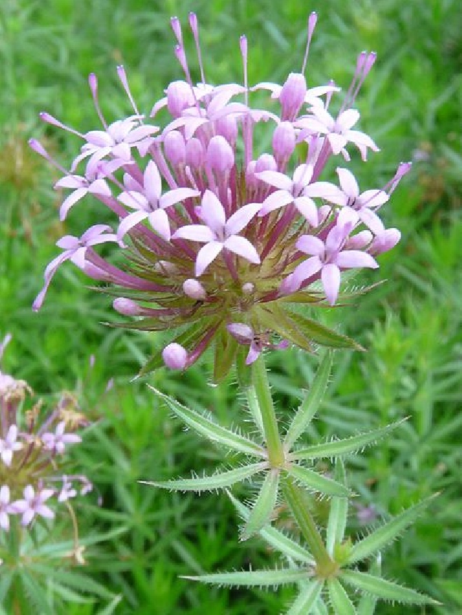 Phuopsis stylosa (syn. Crucianella stylosa) Perzische Kruisjesplant