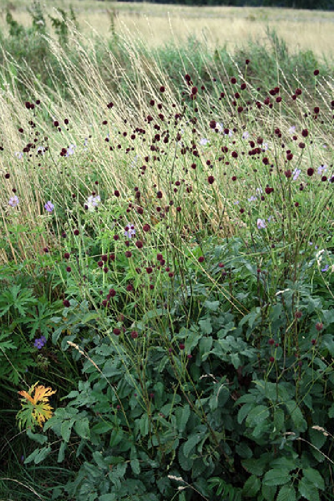Sanguisorba officinalis 'Tanna' Pimpernel