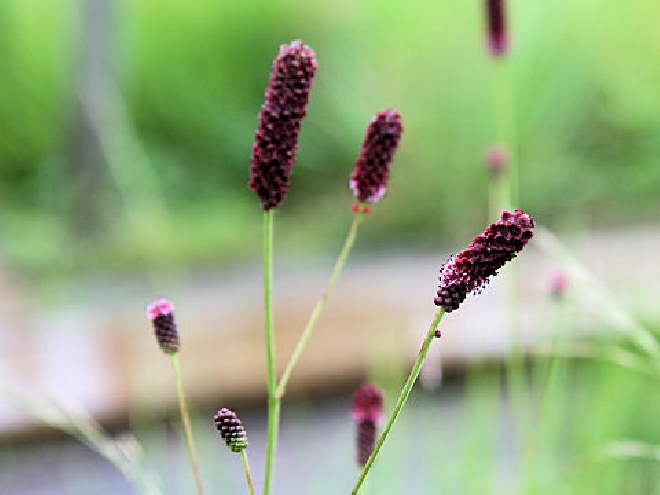 Sanguisorba tenuifolia 'Pink Elephant' Pimpernel