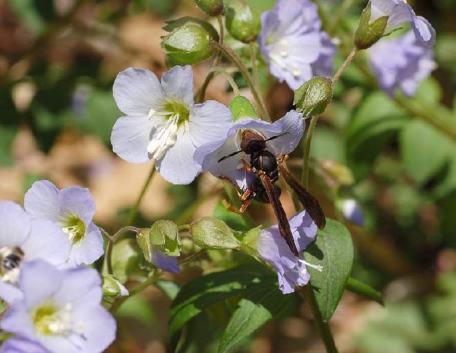 Polemonium reptans 'Blue Pearl' Jacobsladder