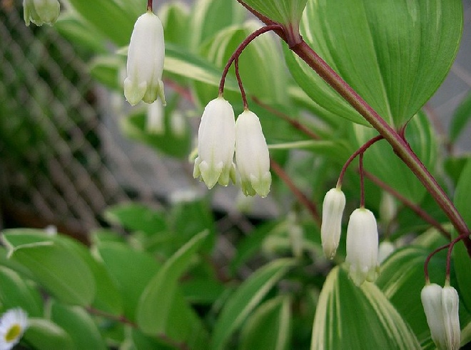 Polygonatum odoratum Salomonszegel