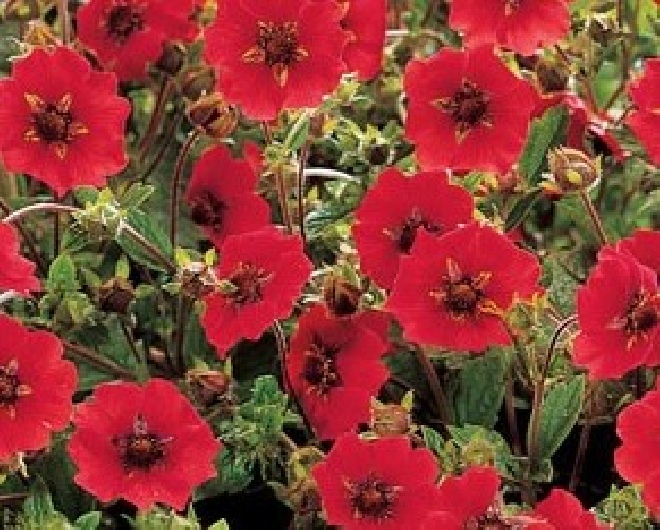 Potentilla 'Gibson's Scarlet' Ganzerik