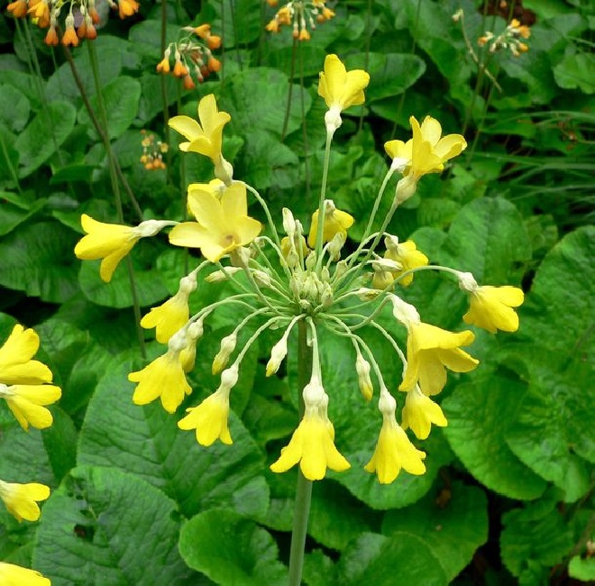 Primula florindae Etage-primula, Sleutelbloem