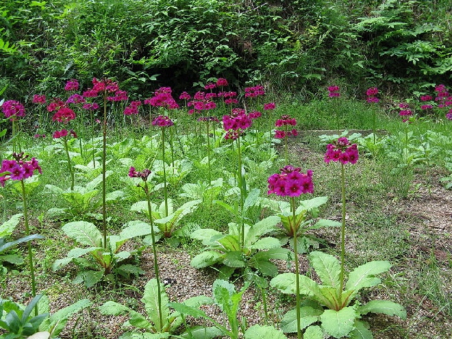 Primula japonica 'Miller's Crimson' Japanse Sleutelbloem