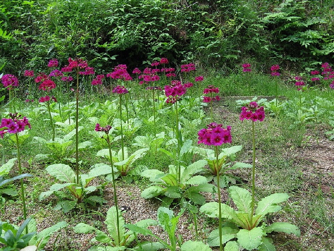 anders condoom koolstof Bomenzoeker Webwinkel - Primula japonica 'Miller's Crimson' - Japanse  Sleutelbloem - onderdeel van Jan den Hertog - Tuinplanten Boskoop
