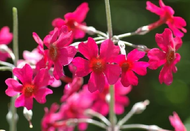 Primula beesiana Sleutelbloem