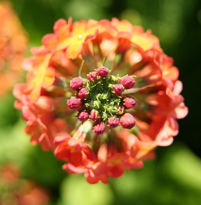 Primula bulleesiana. Etage-primula