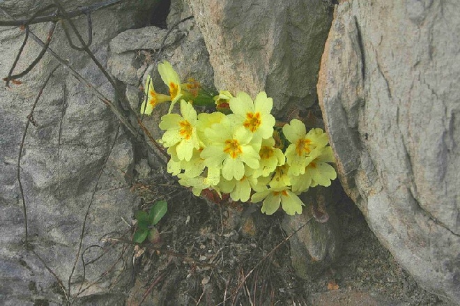 Primula vulgaris Stengelloze sleutelbloem