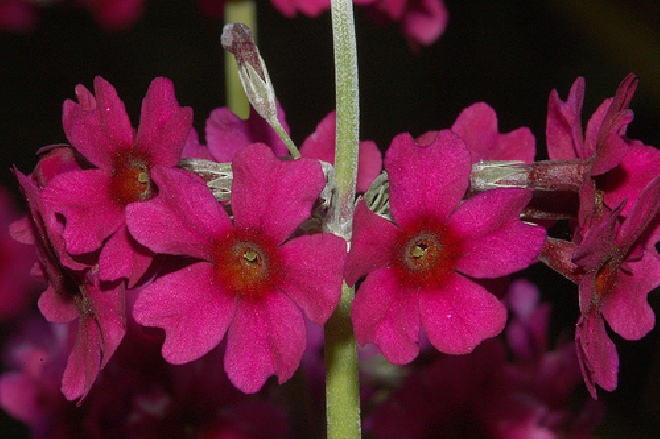 Primula pulverulenta Etage-primula