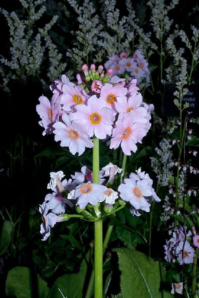 Primula japonica 'Alba' Sleutelbloem