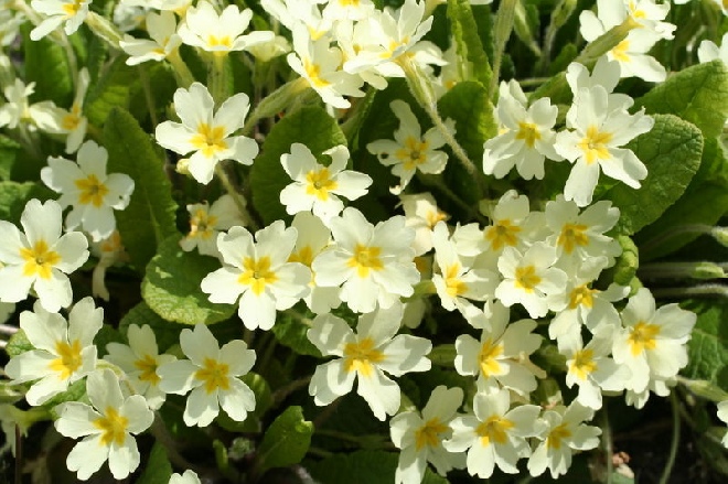 Primula 'Sneeuwwitje' (Juliae-groep) Sleutelbloem