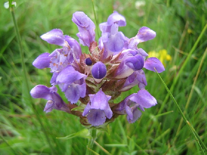 Prunella grandiflora 'Loveliness' Brunel, Bijenkorfje