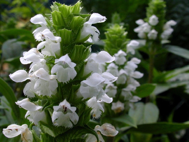 Prunella grandiflora 'Alba' Brunel, Bijenkorfje