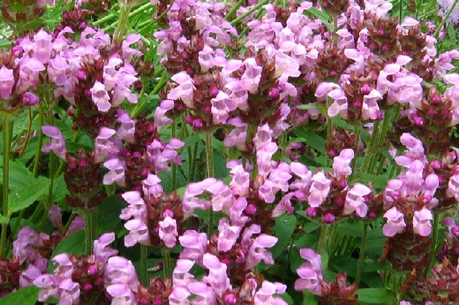 Prunella grandiflora 'Carminea' Brunel, Bijenkorfje