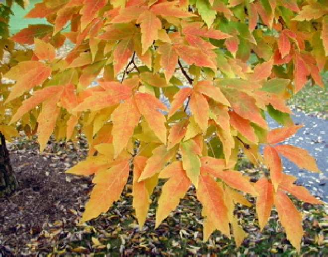 Acer triflorum Esdoorn