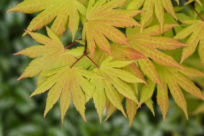Acer shirasawanum 'Microphyllum' Volle Maan Esdoorn