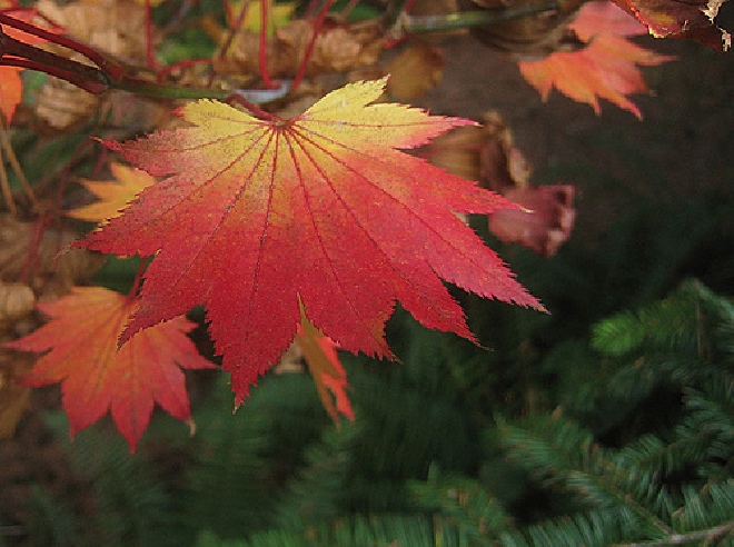 Acer shirasawanum 'Palmatifolium' Volle Maan Esdoorn
