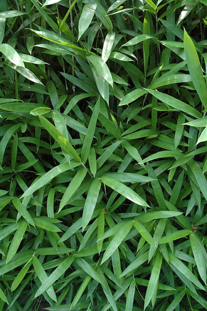 Pleioblastus humilis (syn. var. pumilus en Arundinaria pumila) Dwergbamboe