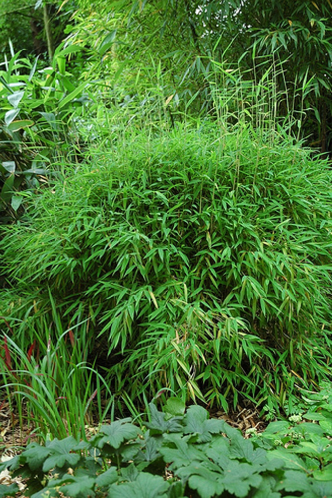 Fargesia murieliae 'Bimbo' Parasolbamboe, Groenblijvende Bamboe