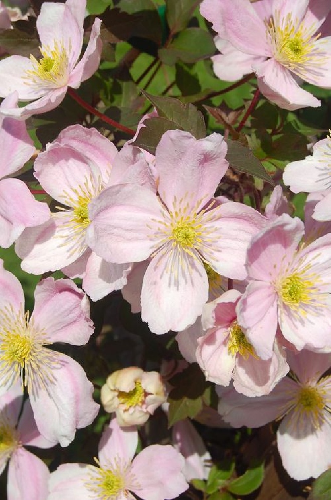 Clematis 'New Dawn' Bosrank
