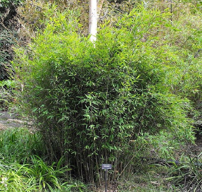 Fargesia murieliae 'Pinocchio' Parasolbamboe, Groenblijvende Bamboe