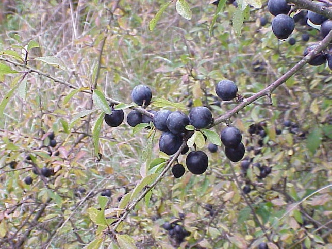Prunus spinosa Sleedoorn