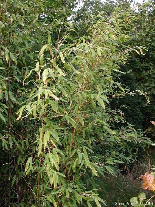 Fargesia murieliae 'Vampire' Parasolbamboe, Groenblijvende Bamboe