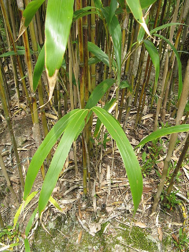 Pseudosasa japonica 'Tsutsumiana' Breedbladige Bamboe
