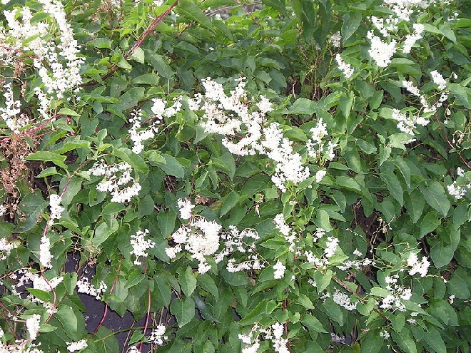 Fallopia baldschuanica (syn. Polygonum aubertii) Chinese Bruidssluier