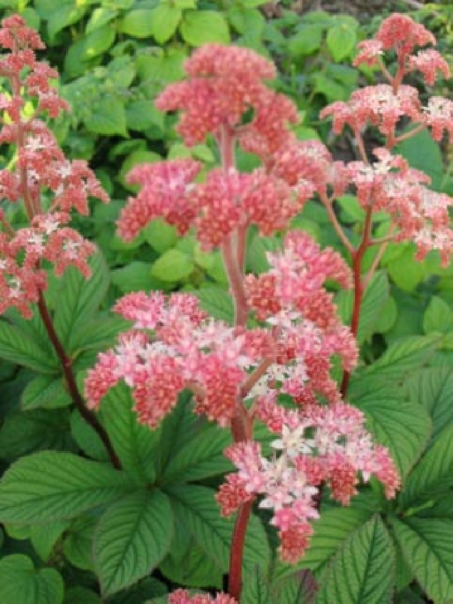 Rodgersia henrici 