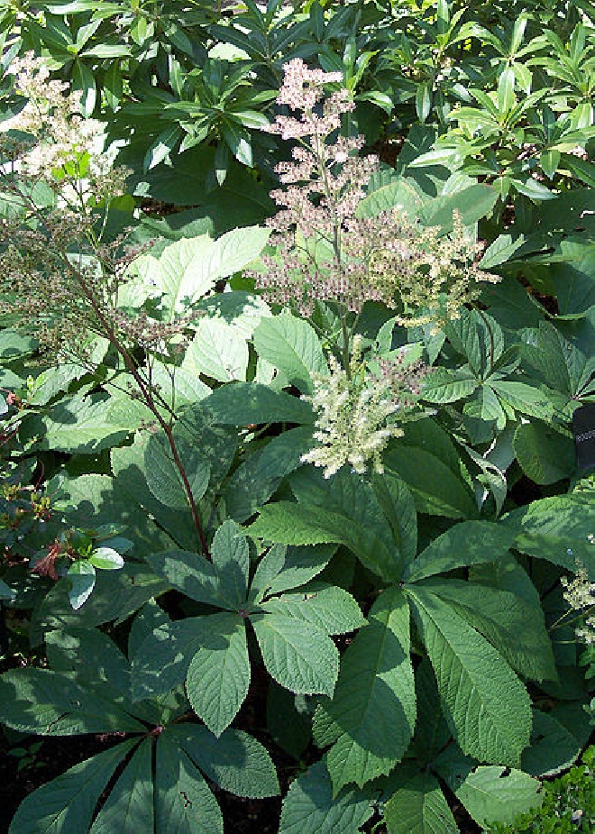 Rodgersia aesculifolia Kastanjebladige Astilbe