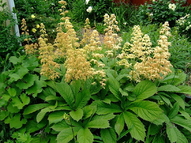 Rodgersia pinnata 'Superba' 