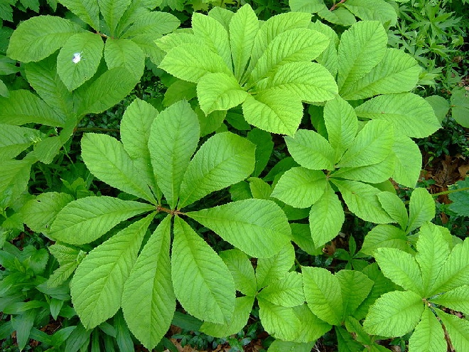 Rodgersia sambucifolia Schout-bij-Nacht