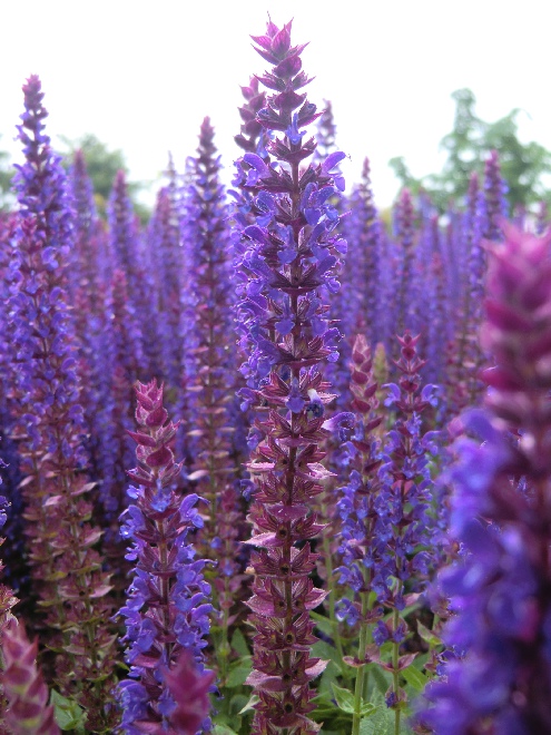 Salvia nemorosa 'Ostfriesland' Salie