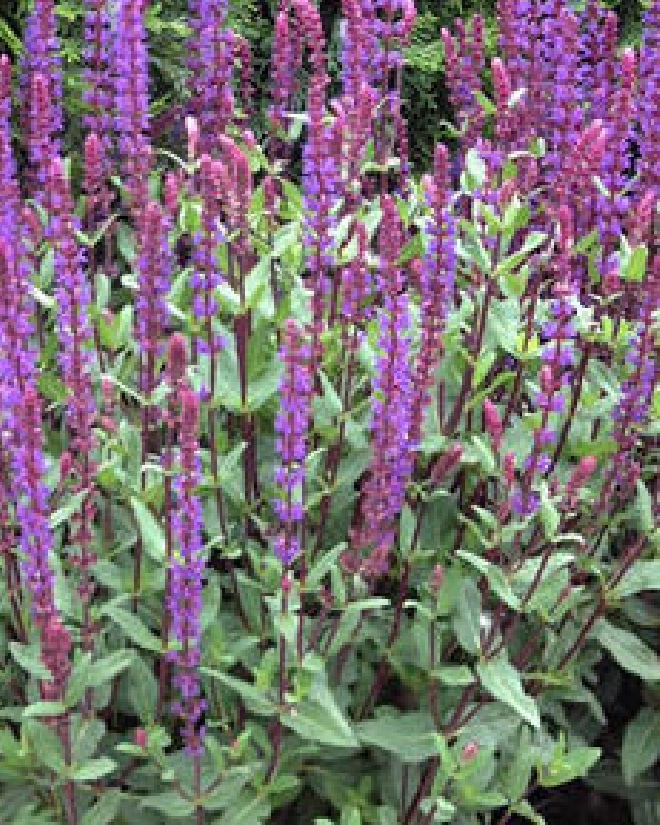 Salvia nemorosa 'Caradonna' Salie