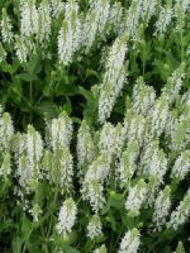 Salvia nemorosa 'Schneehügel' Salie