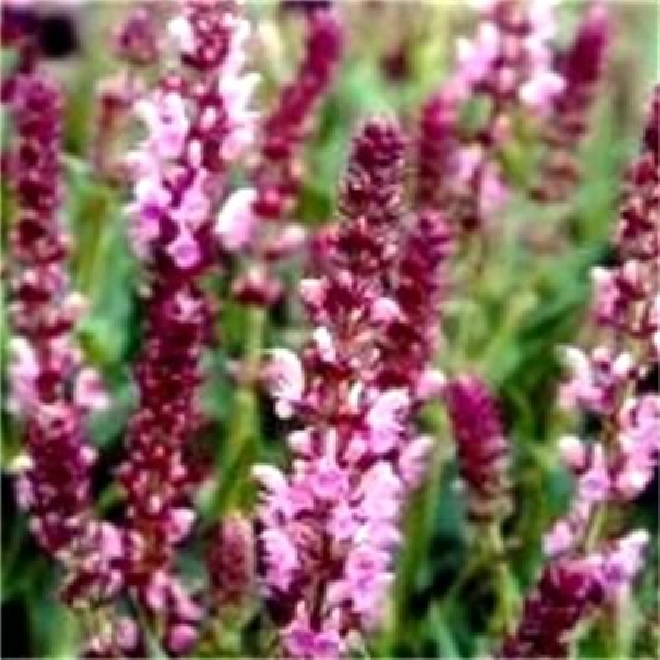 Salvia nemorosa 'Rose Queen' Salie