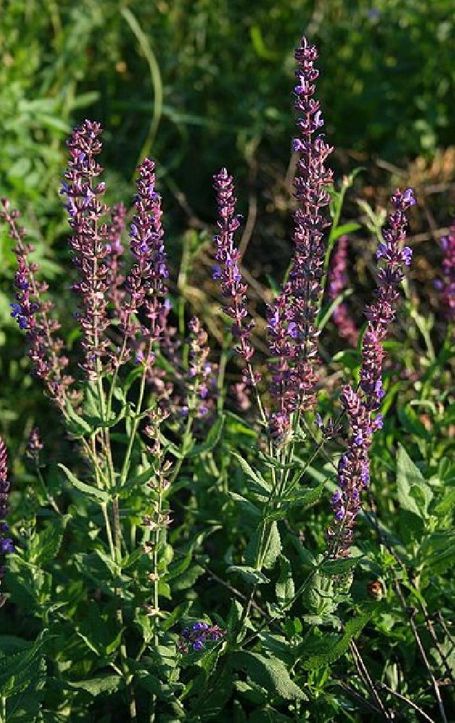 Salvia nemorosa 'Blauhügel' Salie