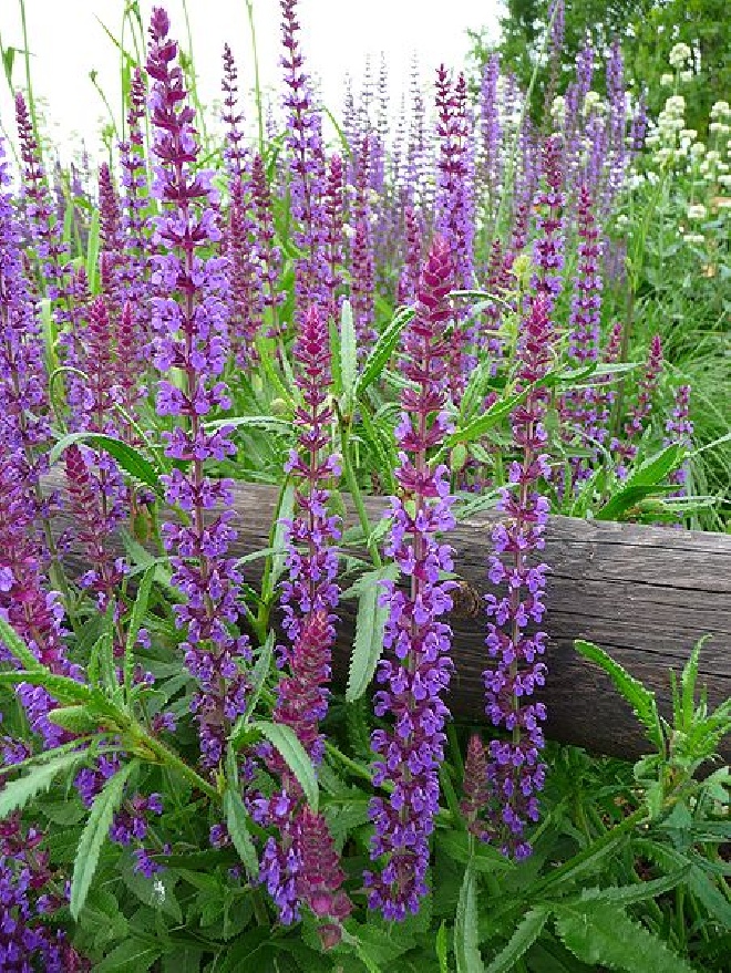 Salvia nemorosa 'Blaukönigin' Salie