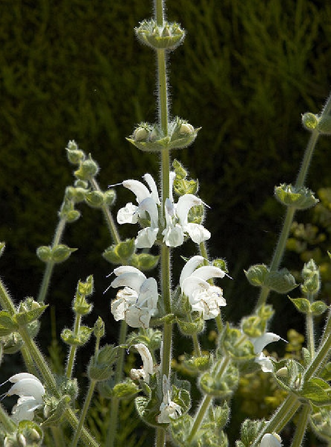 Salvia chamaedryoides Salie
