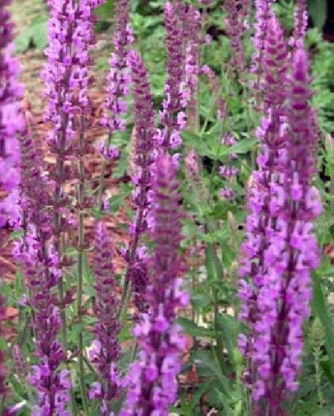 Salvia nemorosa 'Amethyst' salie