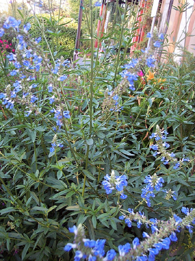 Salvia uliginosa Siersalie